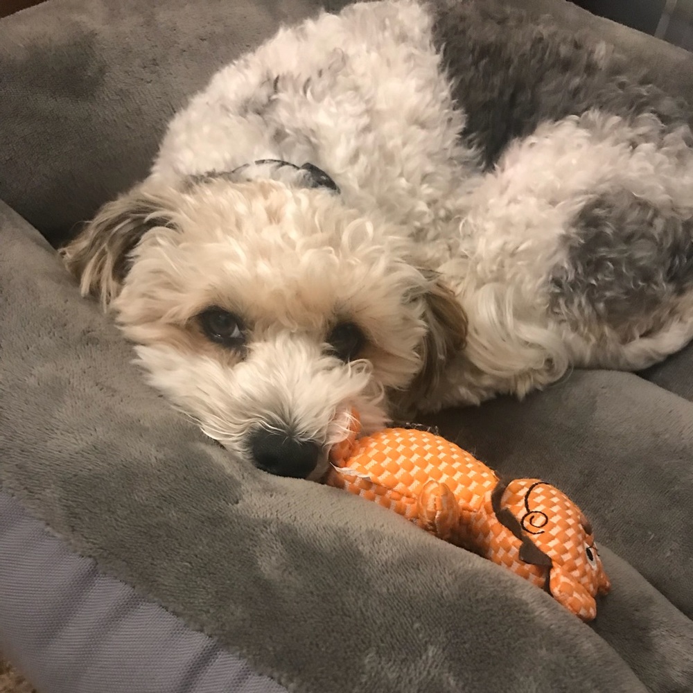 Meet your Posher, Lucy and Sprinkles